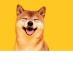 Doges studio’s