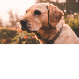 Dogo kingdom