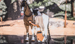 NorthRidge Stables Academy