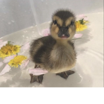 DUCKSS <3
