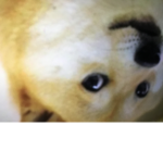 DOGE MAFIA DOGE UNITED