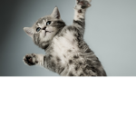 The Kittys Sway