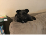 The dog and other animals group
