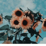 {Unique Sunflowers}
