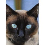 Meowimacat