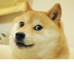 Doges Only!!