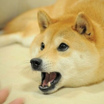 The Doge Fan Kingdom