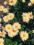 Daisy Embers Academy
