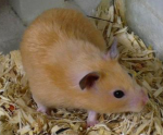 The rich hamster army