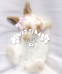 kwittibabi