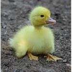 The Duckk Gang