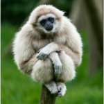 The Monkefied Jungle
