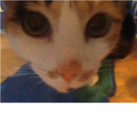 Cat ####