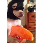 $wag $tudios