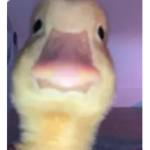 Duckling gang yellow duck purple