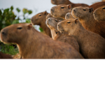 Comunidad Capibara