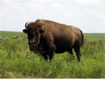 buffalo lovers!