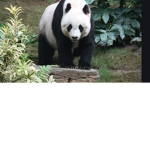 New panda