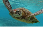 turtle splash