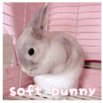 soft bunny;;