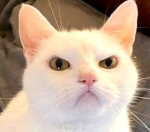 | -Paws-|