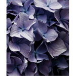 MissPurple