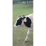 Cow army team