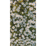 daisies._.catrfav