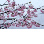 Winter bloom