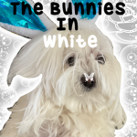 The Bunnies In White