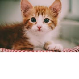 INTERNET KITTEH