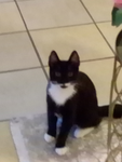 Club Katze Katze