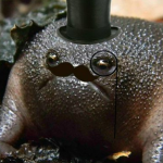 Fancy Frog Games