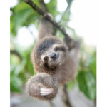 Official Sloth Squad!