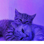 mystérieux feline