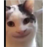 Beluga Team Or cat