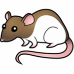 THe_BiG_RAt$