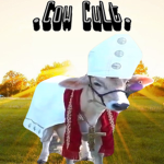 .Cow Cult.
