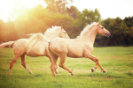 Equestrian Canters