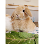 Nice Bunny squad