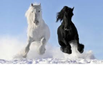 !Horse studios!