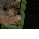 CAT GAMER HOUSE