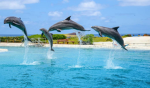 The Mighty Dolphins!