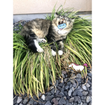 Cat a cool