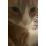 -kitty cats are very cute-