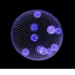 The Group Of Working Cells
