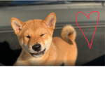 Doggo Stan
