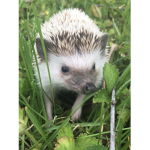 Save the hedgehogs!