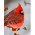 Cardinal…