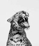 NEWYORK LEOPARDS